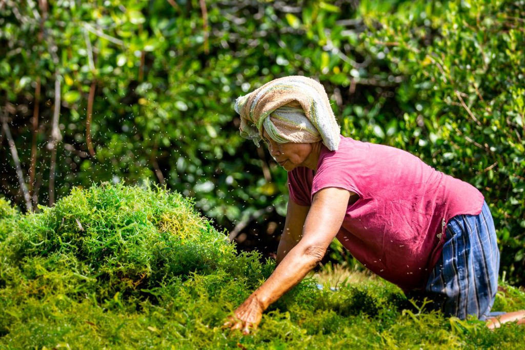 Seaweed farmer Lembongan