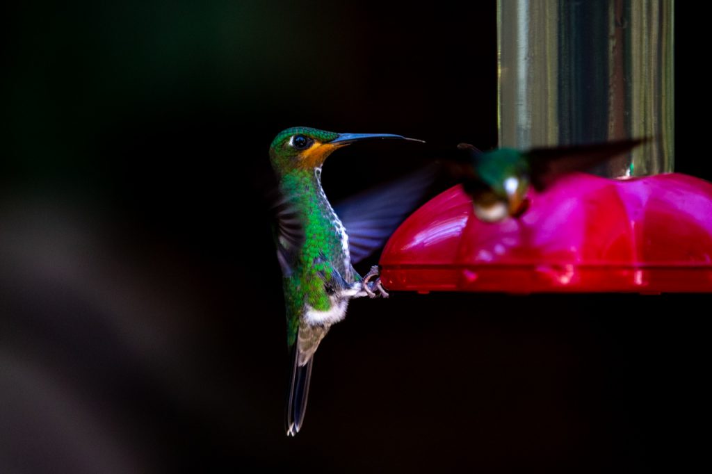 Monteverde Hummingbirds Travel Guide