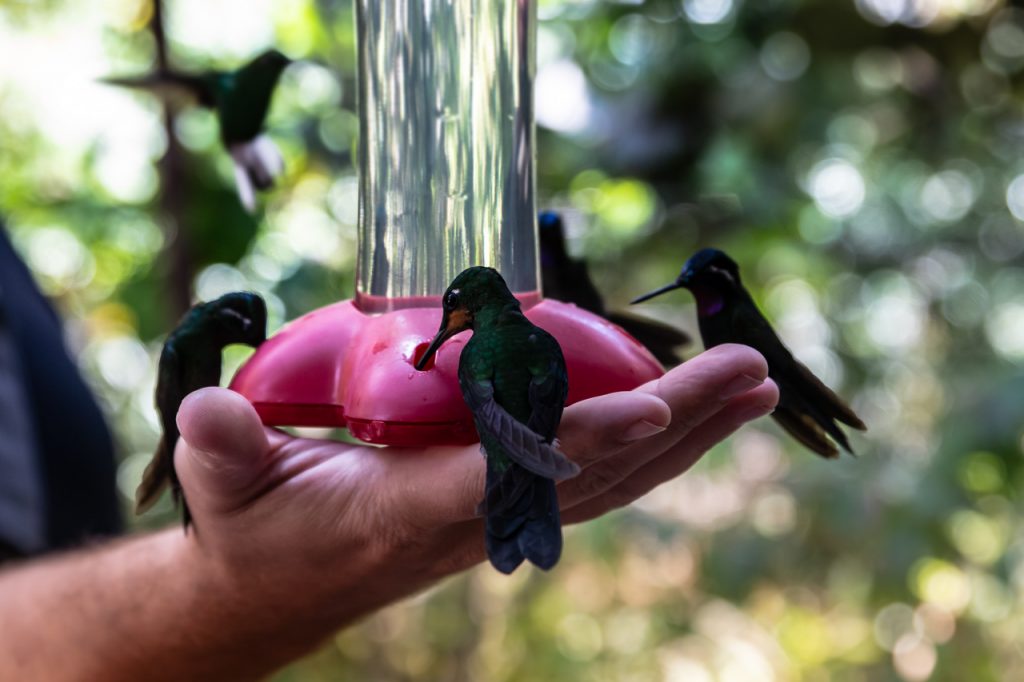 Monteverde Kolibrier Rejseguide