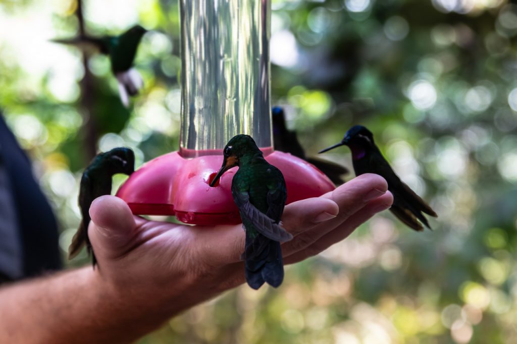 Monteverde Hummingbirds Travel Guide