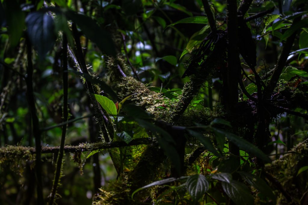 Monteverde tågskov