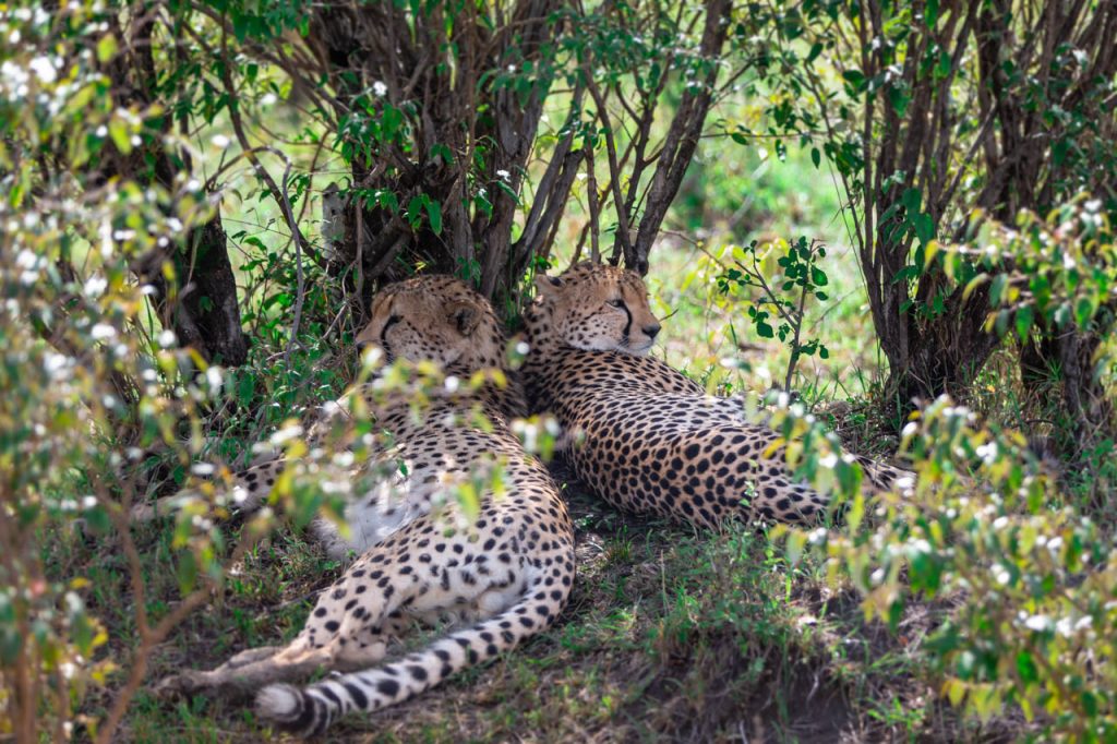Dyrelivet på safari i Kenya