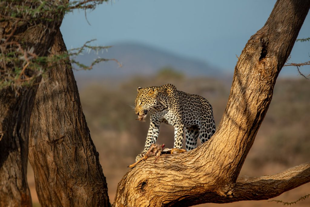 Leopard eating safari Kenya
