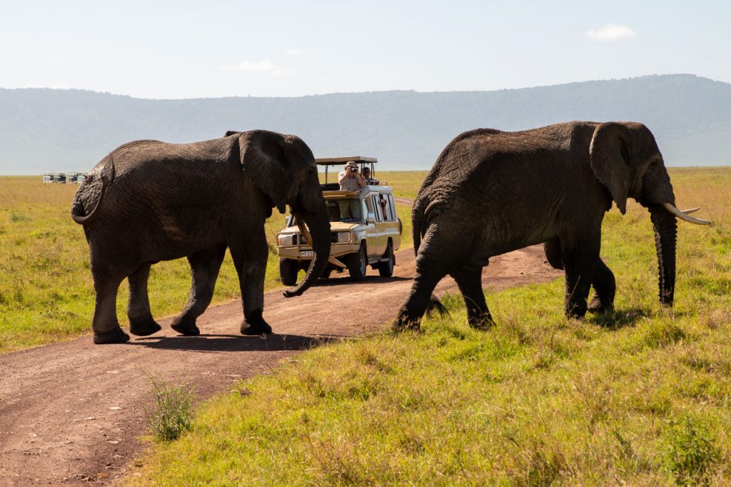 Safari-fotogarfi i Tanzania