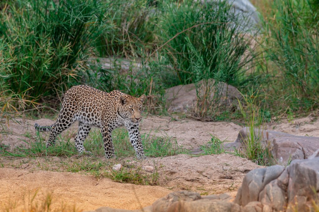 safari tanzania eller sydafrika