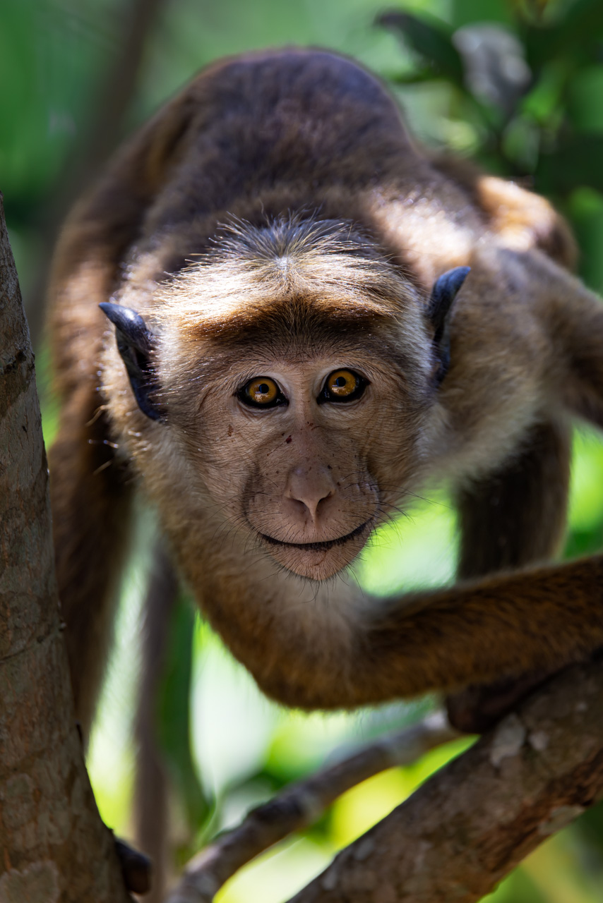 Monkey_Sri Lanka Travel Photography