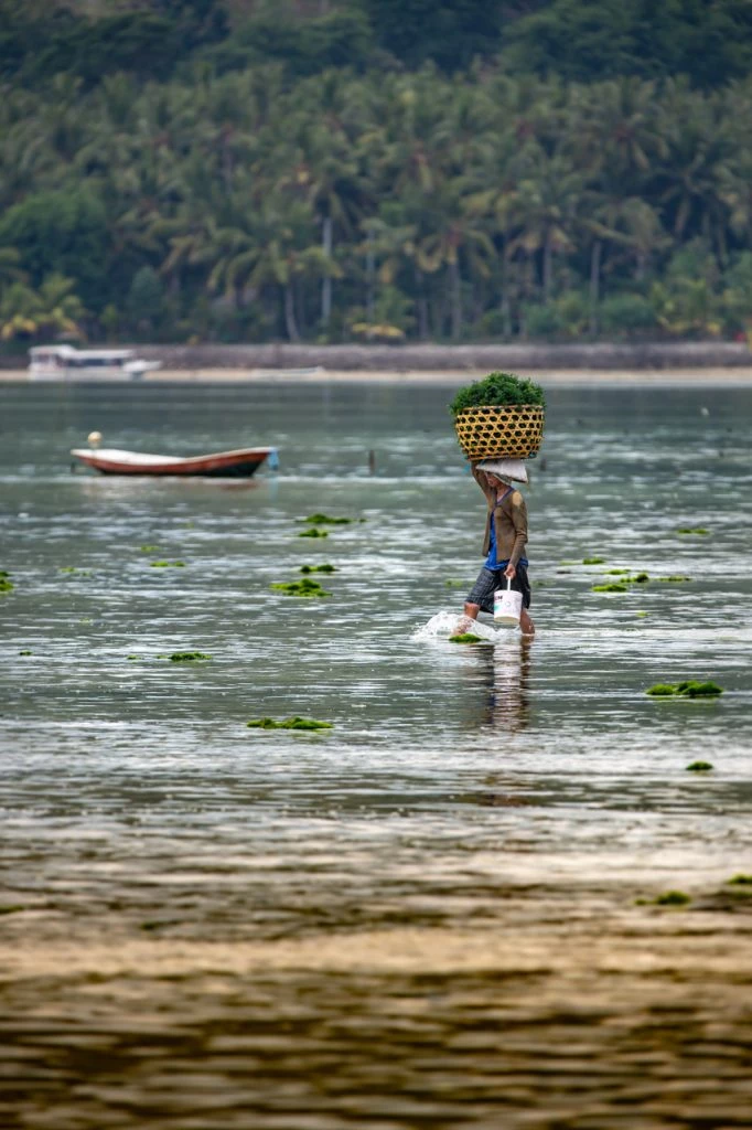 Lembongan seaweed harvest